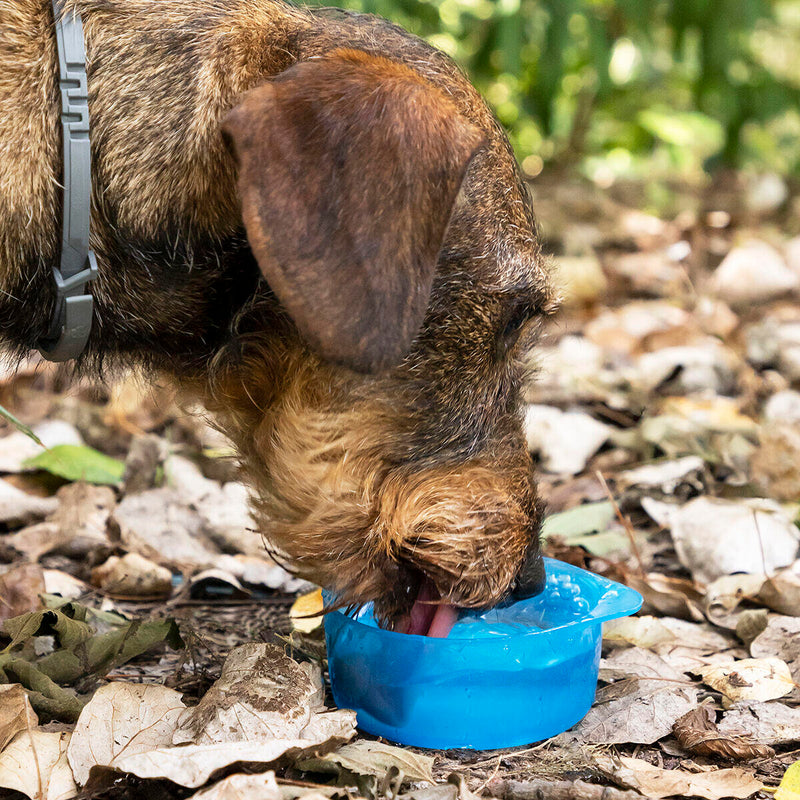 Garrafa 2 em 1 para Água e Comida de Animais Pettap InnovaGoods®